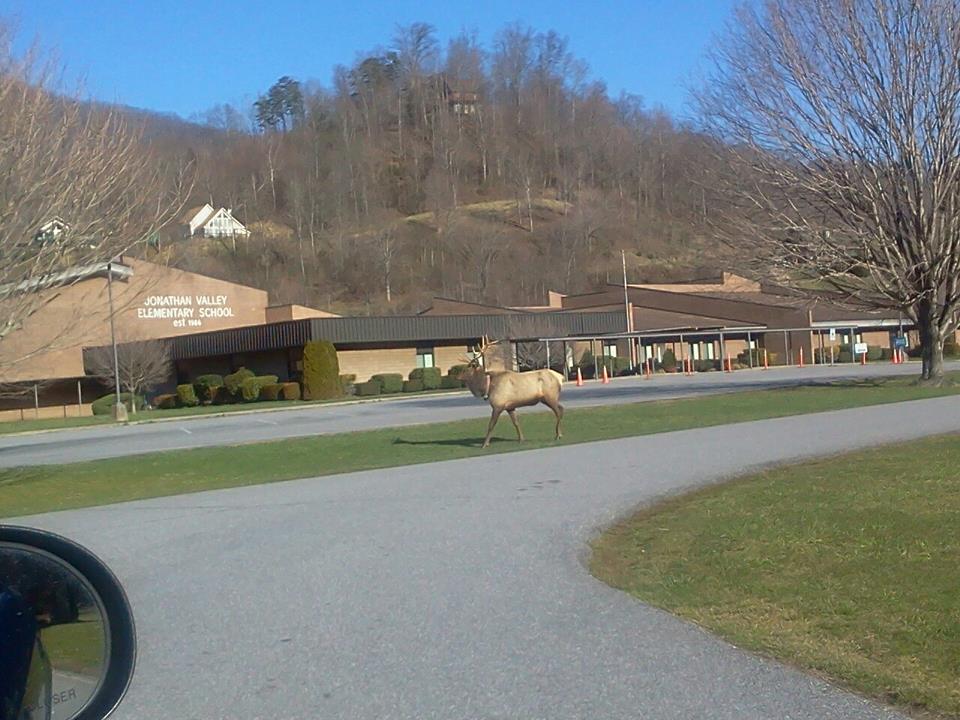 While we were out of school for spring break, we had a visitor. This majestic elk decided he wanted to be a Jonathan Valley Panther...or maybe a Jonathan Valley Elk?!?